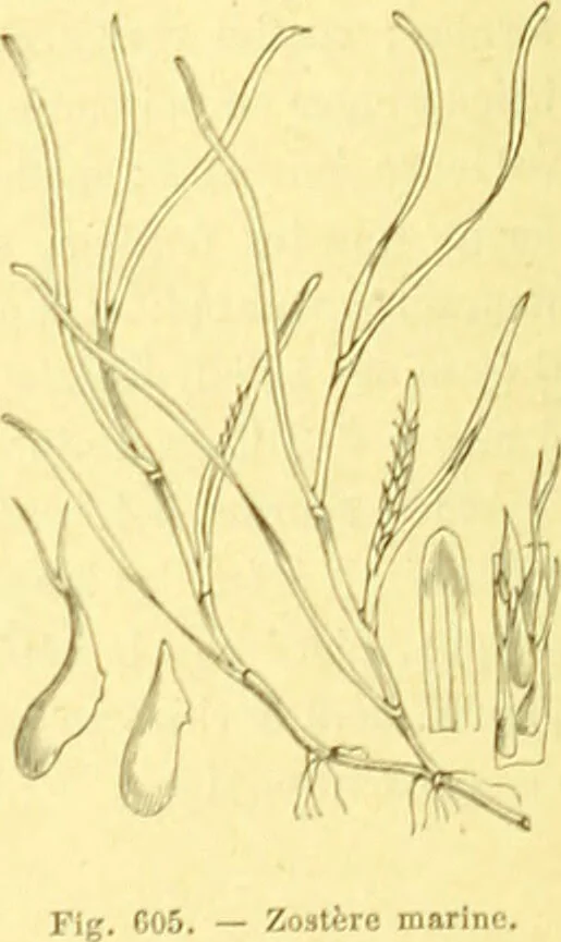 An illustration from Flore pittoresque de la France : anatomie, physiologie, classification, description des plantes indigènes et cultivées au point de vue de l'agriculture, de l'horticulture et de la sylviculture / publiée sous la direction de J. Rothschild., 1885, leaf 411