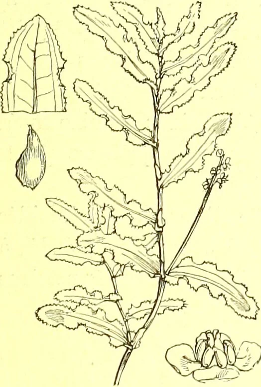 An illustration from Flore pittoresque de la France : anatomie, physiologie, classification, description des plantes indigènes et cultivées au point de vue de l'agriculture, de l'horticulture et de la sylviculture / publiée sous la direction de J. Rothschild., 1885, leaf 412