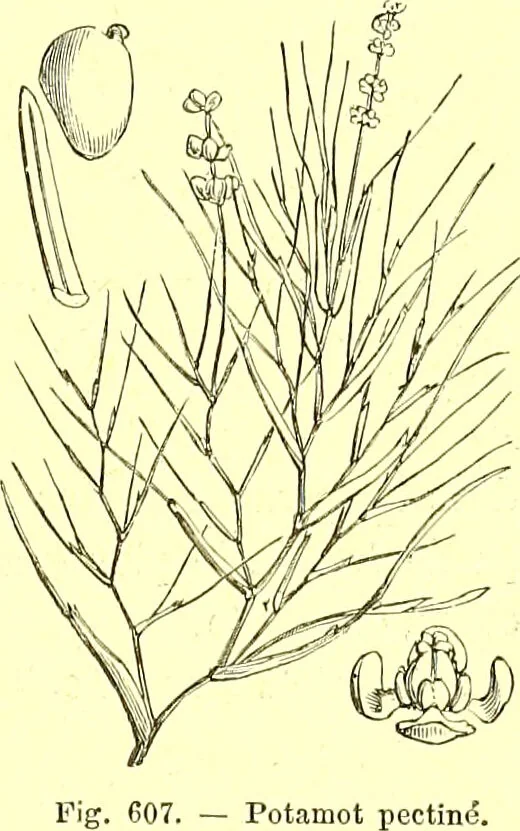 An illustration from Flore pittoresque de la France : anatomie, physiologie, classification, description des plantes indigènes et cultivées au point de vue de l'agriculture, de l'horticulture et de la sylviculture / publiée sous la direction de J. Rothschild., 1885, leaf 412