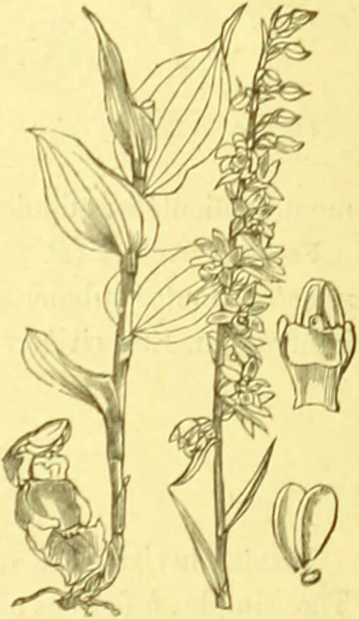 An illustration from Flore pittoresque de la France : anatomie, physiologie, classification, description des plantes indigènes et cultivées au point de vue de l'agriculture, de l'horticulture et de la sylviculture / publiée sous la direction de J. Rothschild., 1885, leaf 413