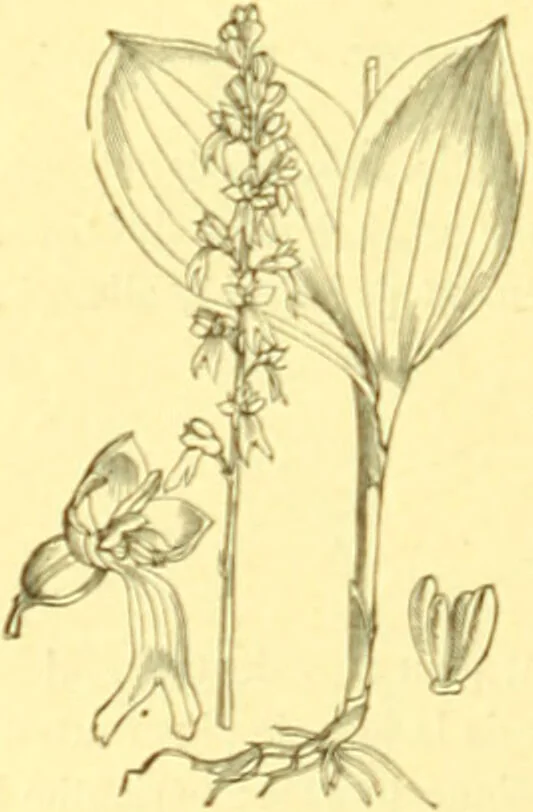 An illustration from Flore pittoresque de la France : anatomie, physiologie, classification, description des plantes indigènes et cultivées au point de vue de l'agriculture, de l'horticulture et de la sylviculture / publiée sous la direction de J. Rothschild., 1885, leaf 413