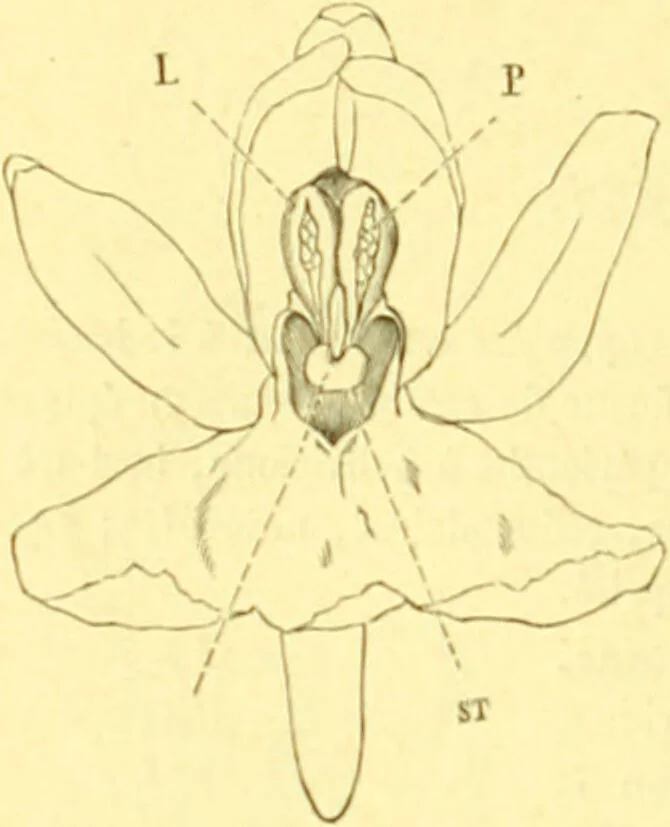An illustration from Flore pittoresque de la France : anatomie, physiologie, classification, description des plantes indigènes et cultivées au point de vue de l'agriculture, de l'horticulture et de la sylviculture / publiée sous la direction de J. Rothschild., 1885, leaf 413