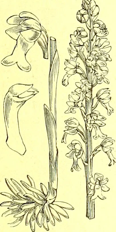 An illustration from Flore pittoresque de la France : anatomie, physiologie, classification, description des plantes indigènes et cultivées au point de vue de l'agriculture, de l'horticulture et de la sylviculture / publiée sous la direction de J. Rothschild., 1885, leaf 414