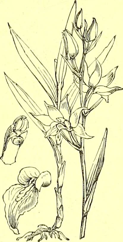 An illustration from Flore pittoresque de la France : anatomie, physiologie, classification, description des plantes indigènes et cultivées au point de vue de l'agriculture, de l'horticulture et de la sylviculture / publiée sous la direction de J. Rothschild., 1885, leaf 414