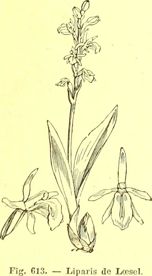 An illustration from Flore pittoresque de la France : anatomie, physiologie, classification, description des plantes indigènes et cultivées au point de vue de l'agriculture, de l'horticulture et de la sylviculture / publiée sous la direction de J. Rothschild., 1885, leaf 414