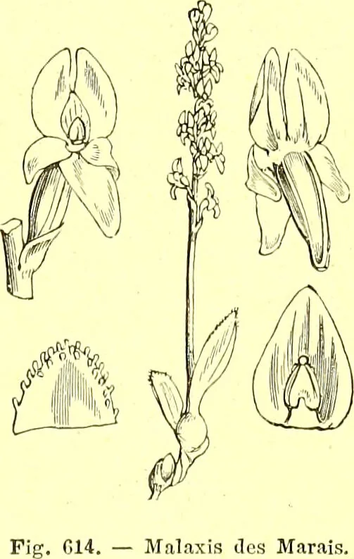 An illustration from Flore pittoresque de la France : anatomie, physiologie, classification, description des plantes indigènes et cultivées au point de vue de l'agriculture, de l'horticulture et de la sylviculture / publiée sous la direction de J. Rothschild., 1885, leaf 414