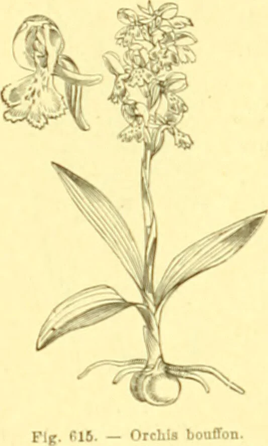 An illustration from Flore pittoresque de la France : anatomie, physiologie, classification, description des plantes indigènes et cultivées au point de vue de l'agriculture, de l'horticulture et de la sylviculture / publiée sous la direction de J. Rothschild., 1885, leaf 415
