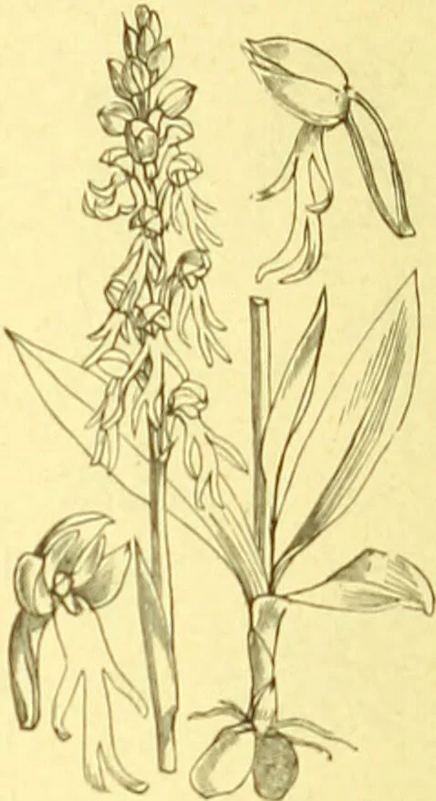 An illustration from Flore pittoresque de la France : anatomie, physiologie, classification, description des plantes indigènes et cultivées au point de vue de l'agriculture, de l'horticulture et de la sylviculture / publiée sous la direction de J. Rothschild., 1885, leaf 415