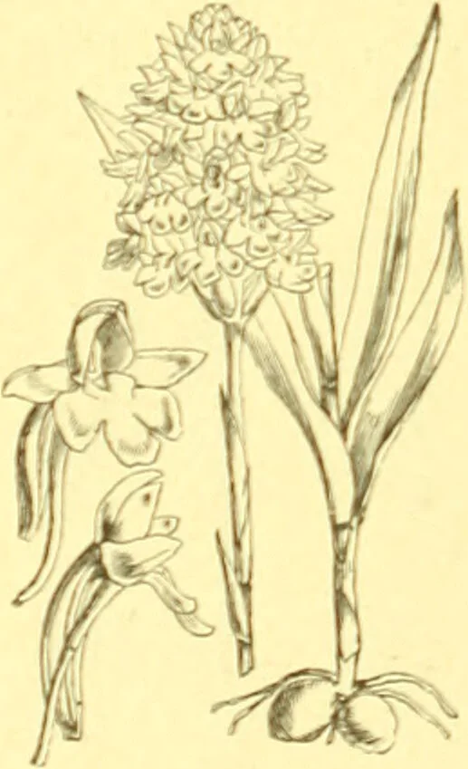An illustration from Flore pittoresque de la France : anatomie, physiologie, classification, description des plantes indigènes et cultivées au point de vue de l'agriculture, de l'horticulture et de la sylviculture / publiée sous la direction de J. Rothschild., 1885, leaf 415