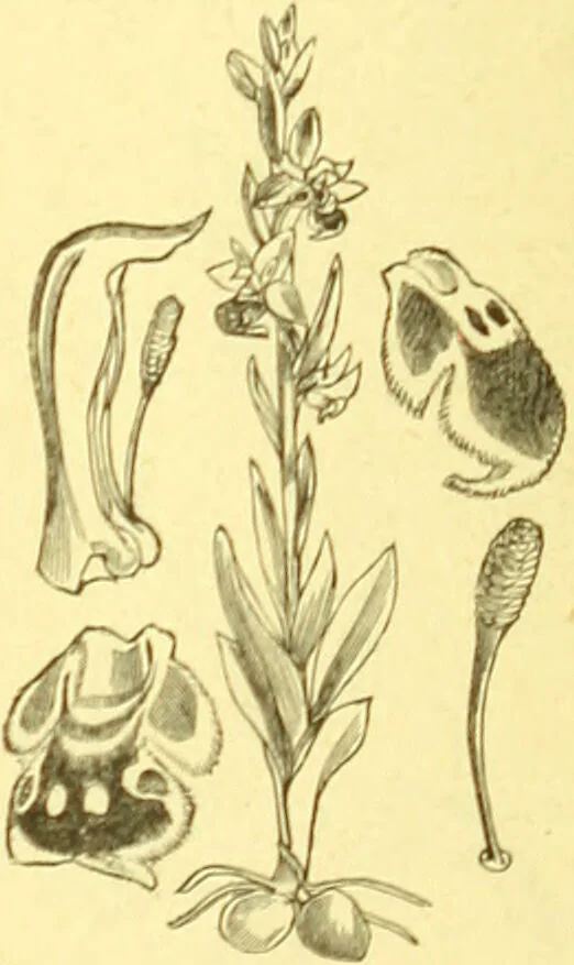 An illustration from Flore pittoresque de la France : anatomie, physiologie, classification, description des plantes indigènes et cultivées au point de vue de l'agriculture, de l'horticulture et de la sylviculture / publiée sous la direction de J. Rothschild., 1885, leaf 415