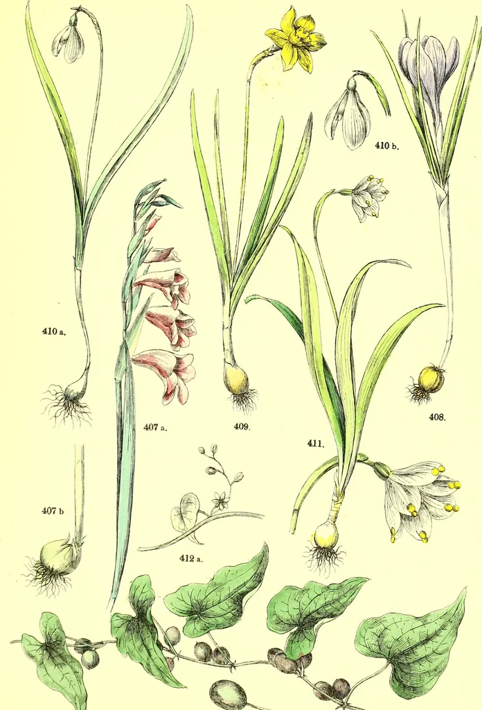 An illustration from Flore pittoresque de la France : anatomie, physiologie, classification, description des plantes indigènes et cultivées au point de vue de l'agriculture, de l'horticulture et de la sylviculture / publiée sous la direction de J. Rothschild., 1885, leaf 416
