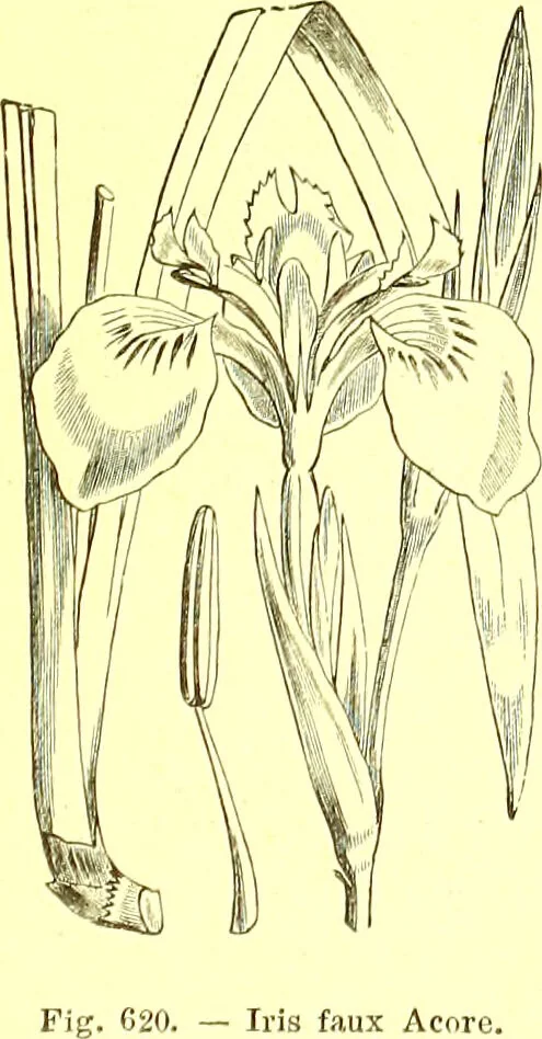 An illustration from Flore pittoresque de la France : anatomie, physiologie, classification, description des plantes indigènes et cultivées au point de vue de l'agriculture, de l'horticulture et de la sylviculture / publiée sous la direction de J. Rothschild., 1885, leaf 418