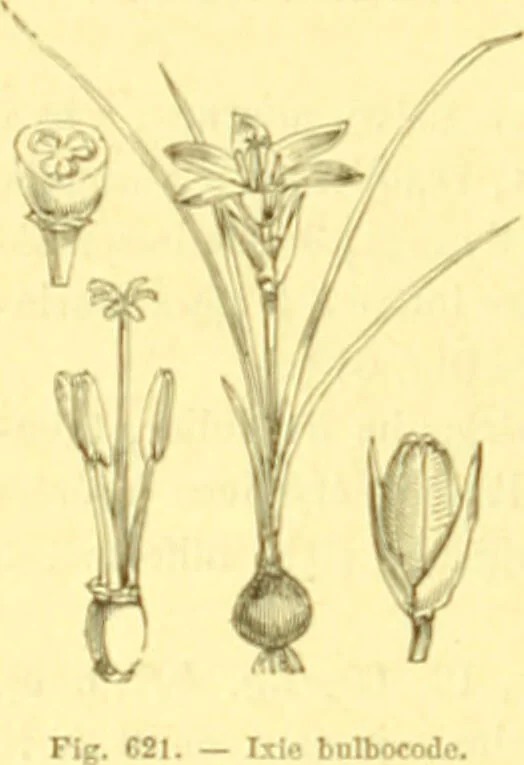 An illustration from Flore pittoresque de la France : anatomie, physiologie, classification, description des plantes indigènes et cultivées au point de vue de l'agriculture, de l'horticulture et de la sylviculture / publiée sous la direction de J. Rothschild., 1885, leaf 419