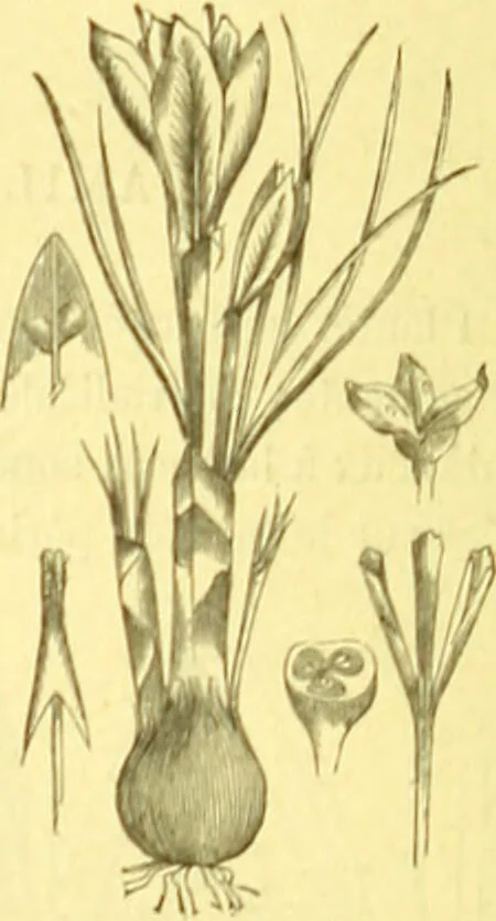 An illustration from Flore pittoresque de la France : anatomie, physiologie, classification, description des plantes indigènes et cultivées au point de vue de l'agriculture, de l'horticulture et de la sylviculture / publiée sous la direction de J. Rothschild., 1885, leaf 419