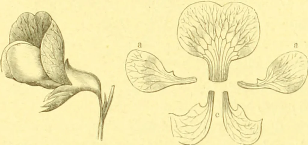 An illustration from Flore pittoresque de la France : anatomie, physiologie, classification, description des plantes indigènes et cultivées au point de vue de l'agriculture, de l'horticulture et de la sylviculture / publiée sous la direction de J. Rothschild., 1885, leaf 42