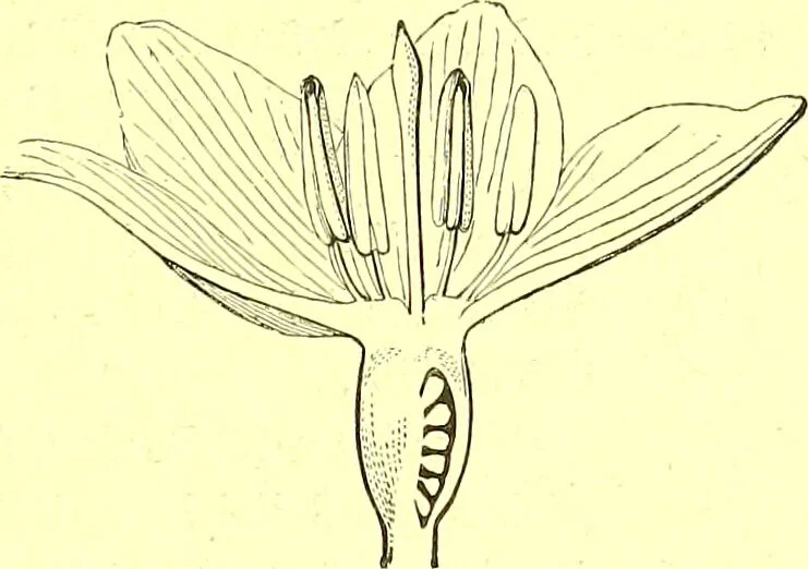 An illustration from Flore pittoresque de la France : anatomie, physiologie, classification, description des plantes indigènes et cultivées au point de vue de l'agriculture, de l'horticulture et de la sylviculture / publiée sous la direction de J. Rothschild., 1885, leaf 420