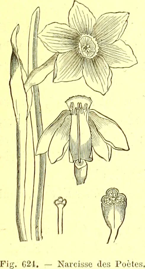 An illustration from Flore pittoresque de la France : anatomie, physiologie, classification, description des plantes indigènes et cultivées au point de vue de l'agriculture, de l'horticulture et de la sylviculture / publiée sous la direction de J. Rothschild., 1885, leaf 420