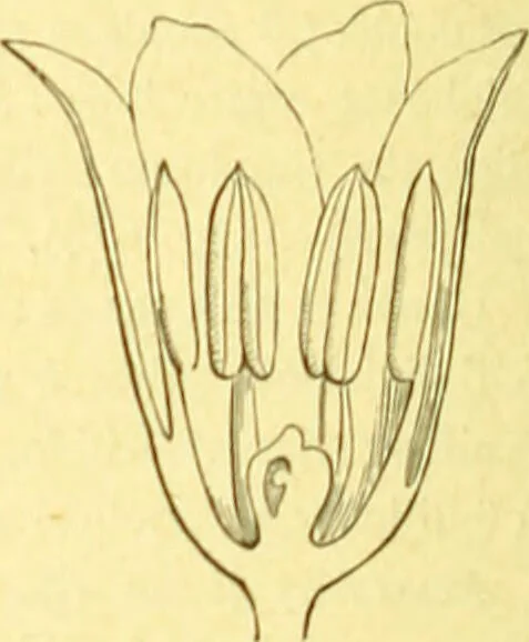 An illustration from Flore pittoresque de la France : anatomie, physiologie, classification, description des plantes indigènes et cultivées au point de vue de l'agriculture, de l'horticulture et de la sylviculture / publiée sous la direction de J. Rothschild., 1885, leaf 421