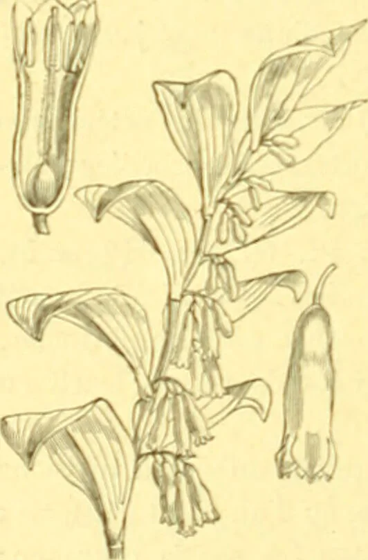 An illustration from Flore pittoresque de la France : anatomie, physiologie, classification, description des plantes indigènes et cultivées au point de vue de l'agriculture, de l'horticulture et de la sylviculture / publiée sous la direction de J. Rothschild., 1885, leaf 421
