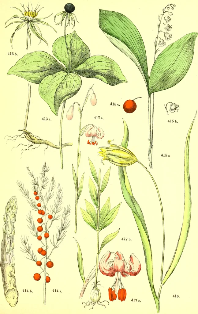 An illustration from Flore pittoresque de la France : anatomie, physiologie, classification, description des plantes indigènes et cultivées au point de vue de l'agriculture, de l'horticulture et de la sylviculture / publiée sous la direction de J. Rothschild., 1885, leaf 422