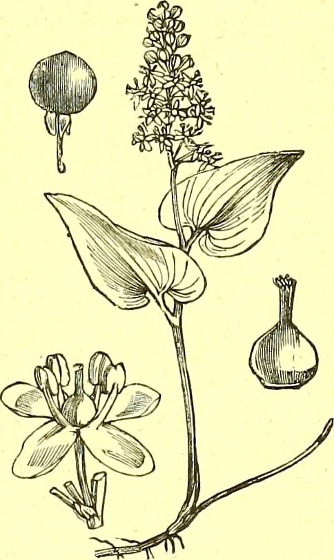 An illustration from Flore pittoresque de la France : anatomie, physiologie, classification, description des plantes indigènes et cultivées au point de vue de l'agriculture, de l'horticulture et de la sylviculture / publiée sous la direction de J. Rothschild., 1885, leaf 424