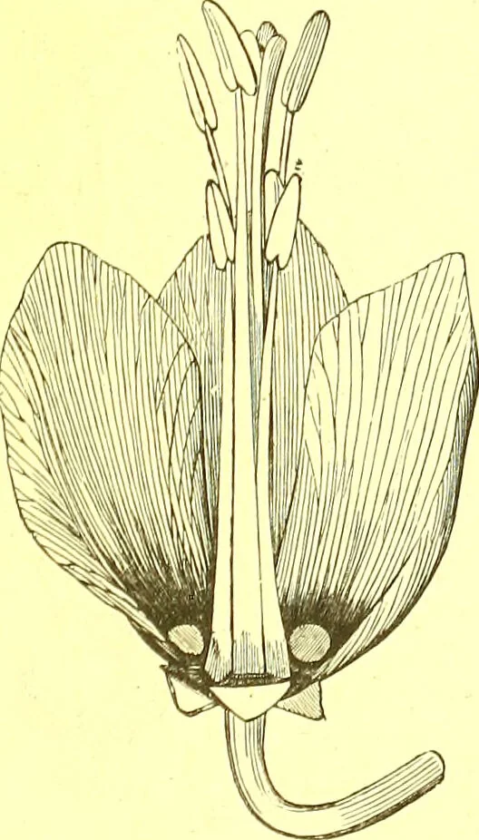 An illustration from Flore pittoresque de la France : anatomie, physiologie, classification, description des plantes indigènes et cultivées au point de vue de l'agriculture, de l'horticulture et de la sylviculture / publiée sous la direction de J. Rothschild., 1885, leaf 424