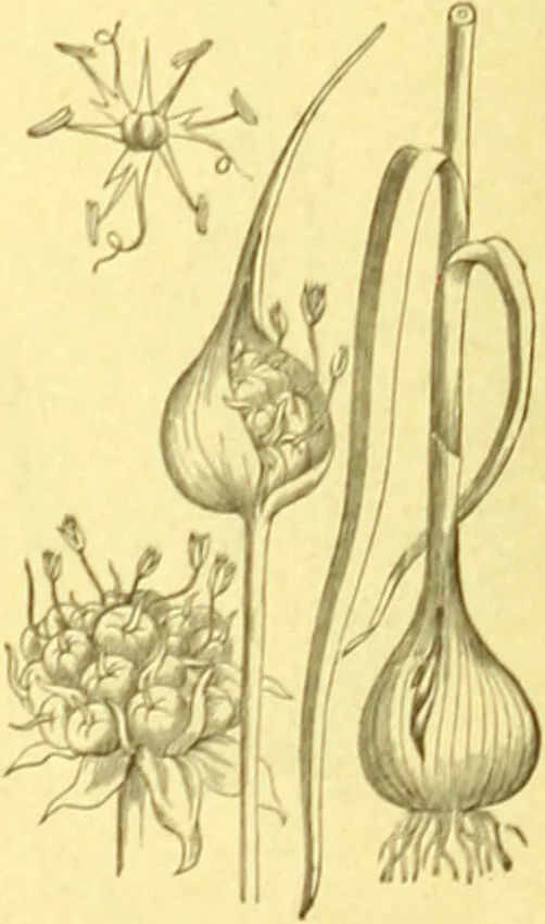An illustration from Flore pittoresque de la France : anatomie, physiologie, classification, description des plantes indigènes et cultivées au point de vue de l'agriculture, de l'horticulture et de la sylviculture / publiée sous la direction de J. Rothschild., 1885, leaf 425