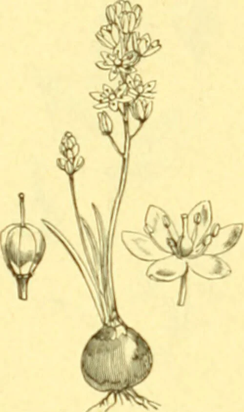 An illustration from Flore pittoresque de la France : anatomie, physiologie, classification, description des plantes indigènes et cultivées au point de vue de l'agriculture, de l'horticulture et de la sylviculture / publiée sous la direction de J. Rothschild., 1885, leaf 425