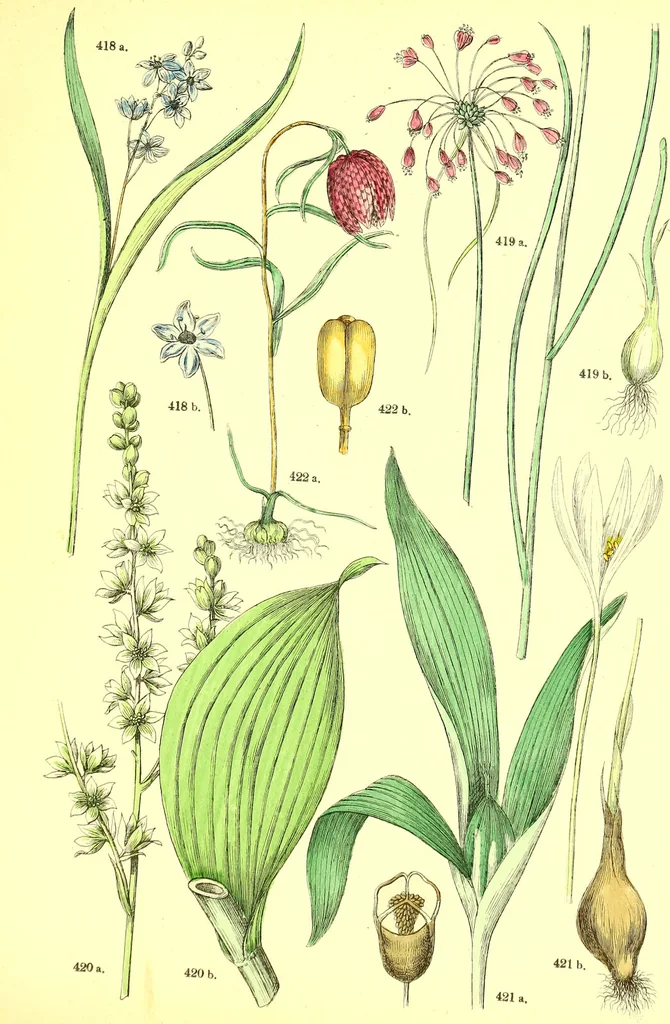 An illustration from Flore pittoresque de la France : anatomie, physiologie, classification, description des plantes indigènes et cultivées au point de vue de l'agriculture, de l'horticulture et de la sylviculture / publiée sous la direction de J. Rothschild., 1885, leaf 426