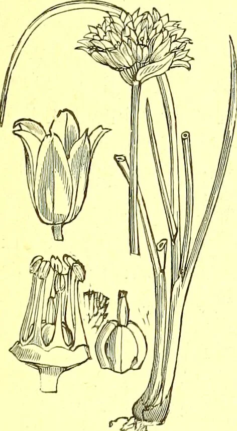 An illustration from Flore pittoresque de la France : anatomie, physiologie, classification, description des plantes indigènes et cultivées au point de vue de l'agriculture, de l'horticulture et de la sylviculture / publiée sous la direction de J. Rothschild., 1885, leaf 428