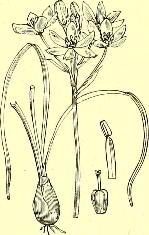 An illustration from Flore pittoresque de la France : anatomie, physiologie, classification, description des plantes indigènes et cultivées au point de vue de l'agriculture, de l'horticulture et de la sylviculture / publiée sous la direction de J. Rothschild., 1885, leaf 428