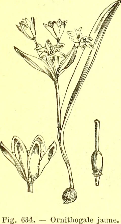 An illustration from Flore pittoresque de la France : anatomie, physiologie, classification, description des plantes indigènes et cultivées au point de vue de l'agriculture, de l'horticulture et de la sylviculture / publiée sous la direction de J. Rothschild., 1885, leaf 428