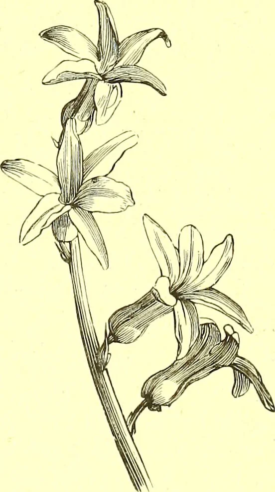 An illustration from Flore pittoresque de la France : anatomie, physiologie, classification, description des plantes indigènes et cultivées au point de vue de l'agriculture, de l'horticulture et de la sylviculture / publiée sous la direction de J. Rothschild., 1885, leaf 428