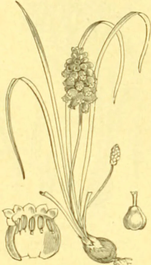 An illustration from Flore pittoresque de la France : anatomie, physiologie, classification, description des plantes indigènes et cultivées au point de vue de l'agriculture, de l'horticulture et de la sylviculture / publiée sous la direction de J. Rothschild., 1885, leaf 429
