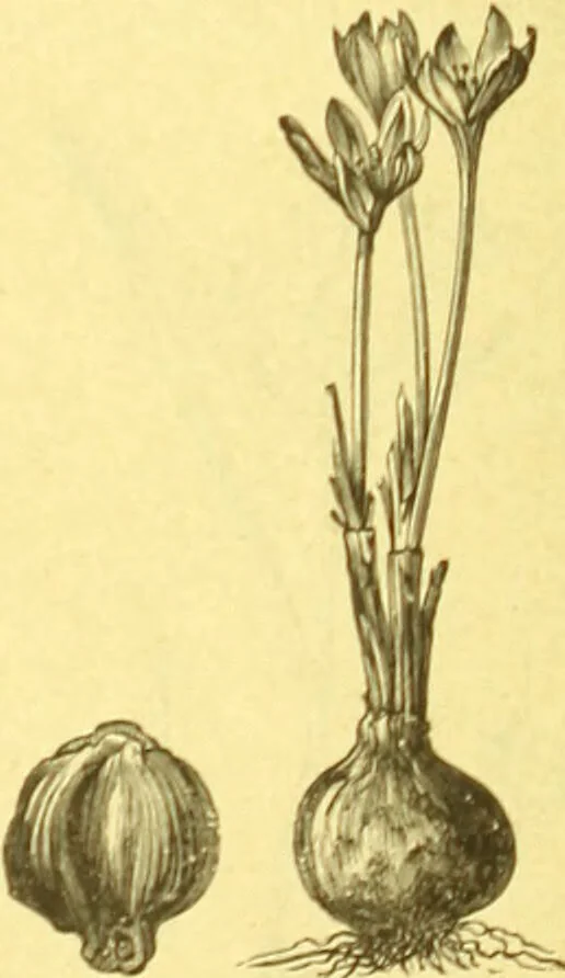 An illustration from Flore pittoresque de la France : anatomie, physiologie, classification, description des plantes indigènes et cultivées au point de vue de l'agriculture, de l'horticulture et de la sylviculture / publiée sous la direction de J. Rothschild., 1885, leaf 429