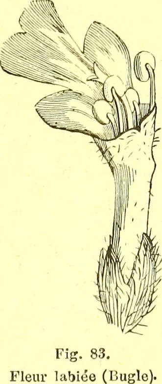 An illustration from Flore pittoresque de la France : anatomie, physiologie, classification, description des plantes indigènes et cultivées au point de vue de l'agriculture, de l'horticulture et de la sylviculture / publiée sous la direction de J. Rothschild., 1885, leaf 43