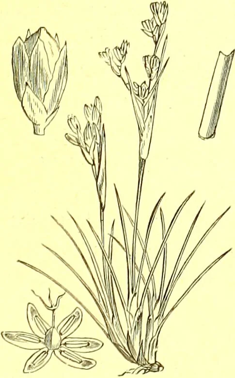 An illustration from Flore pittoresque de la France : anatomie, physiologie, classification, description des plantes indigènes et cultivées au point de vue de l'agriculture, de l'horticulture et de la sylviculture / publiée sous la direction de J. Rothschild., 1885, leaf 432