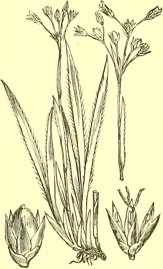 An illustration from Flore pittoresque de la France : anatomie, physiologie, classification, description des plantes indigènes et cultivées au point de vue de l'agriculture, de l'horticulture et de la sylviculture / publiée sous la direction de J. Rothschild., 1885, leaf 432