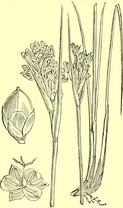 An illustration from Flore pittoresque de la France : anatomie, physiologie, classification, description des plantes indigènes et cultivées au point de vue de l'agriculture, de l'horticulture et de la sylviculture / publiée sous la direction de J. Rothschild., 1885, leaf 432