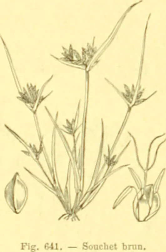 An illustration from Flore pittoresque de la France : anatomie, physiologie, classification, description des plantes indigènes et cultivées au point de vue de l'agriculture, de l'horticulture et de la sylviculture / publiée sous la direction de J. Rothschild., 1885, leaf 433