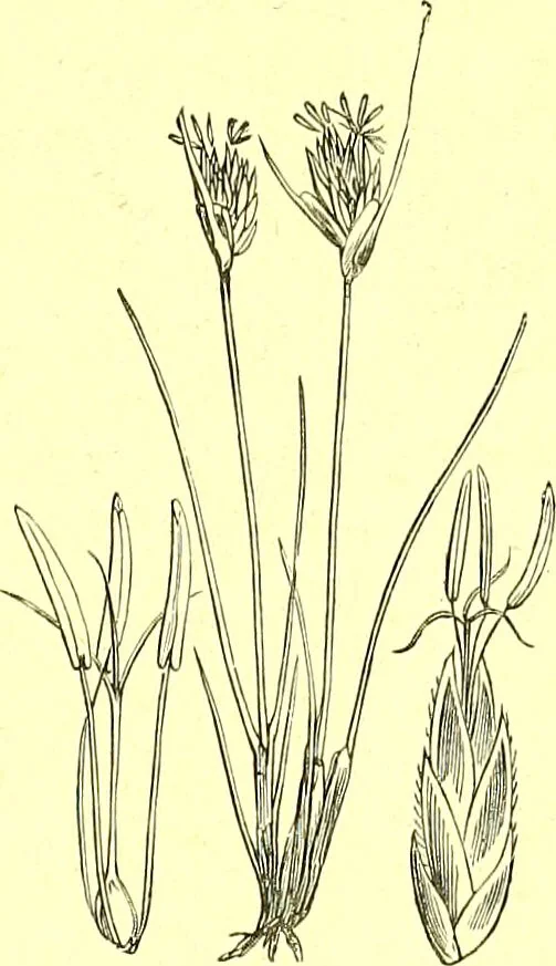 An illustration from Flore pittoresque de la France : anatomie, physiologie, classification, description des plantes indigènes et cultivées au point de vue de l'agriculture, de l'horticulture et de la sylviculture / publiée sous la direction de J. Rothschild., 1885, leaf 434