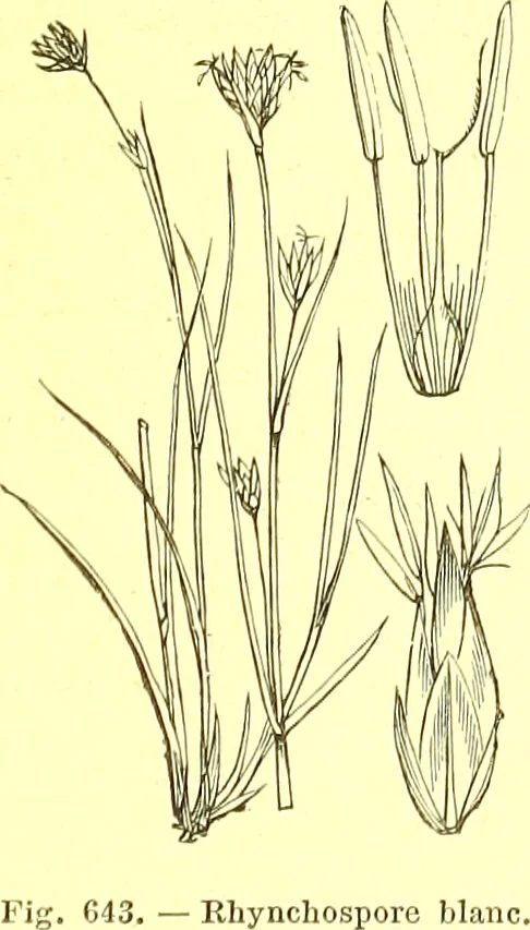 An illustration from Flore pittoresque de la France : anatomie, physiologie, classification, description des plantes indigènes et cultivées au point de vue de l'agriculture, de l'horticulture et de la sylviculture / publiée sous la direction de J. Rothschild., 1885, leaf 434