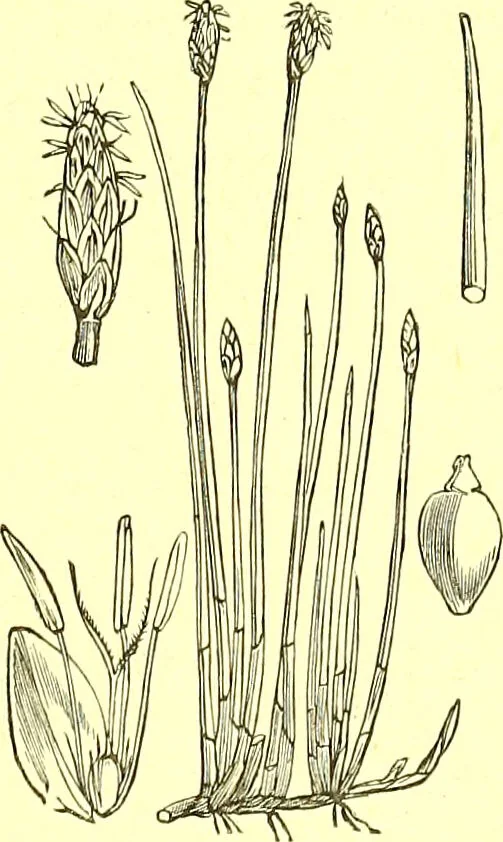 An illustration from Flore pittoresque de la France : anatomie, physiologie, classification, description des plantes indigènes et cultivées au point de vue de l'agriculture, de l'horticulture et de la sylviculture / publiée sous la direction de J. Rothschild., 1885, leaf 434