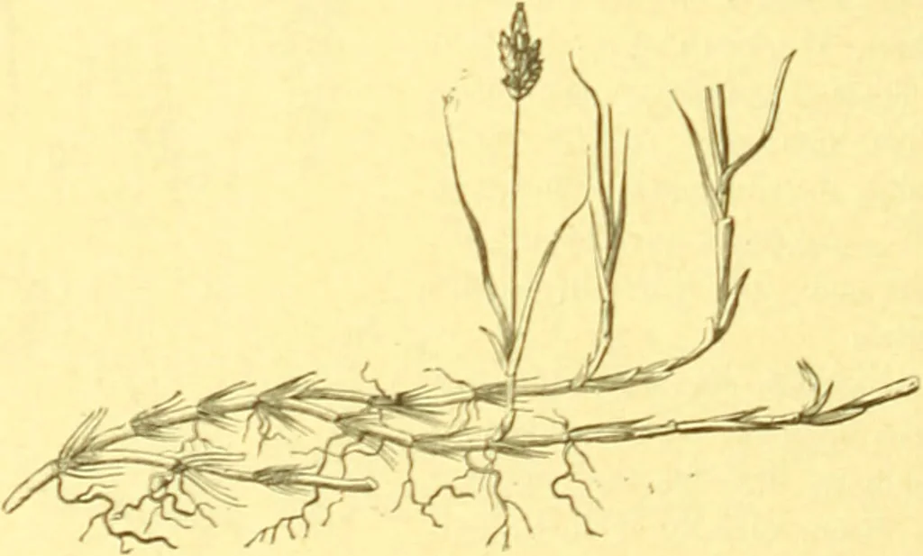 An illustration from Flore pittoresque de la France : anatomie, physiologie, classification, description des plantes indigènes et cultivées au point de vue de l'agriculture, de l'horticulture et de la sylviculture / publiée sous la direction de J. Rothschild., 1885, leaf 435