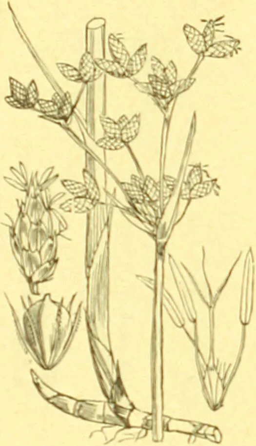 An illustration from Flore pittoresque de la France : anatomie, physiologie, classification, description des plantes indigènes et cultivées au point de vue de l'agriculture, de l'horticulture et de la sylviculture / publiée sous la direction de J. Rothschild., 1885, leaf 435