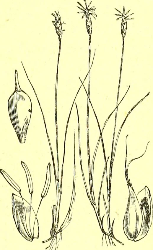 An illustration from Flore pittoresque de la France : anatomie, physiologie, classification, description des plantes indigènes et cultivées au point de vue de l'agriculture, de l'horticulture et de la sylviculture / publiée sous la direction de J. Rothschild., 1885, leaf 438