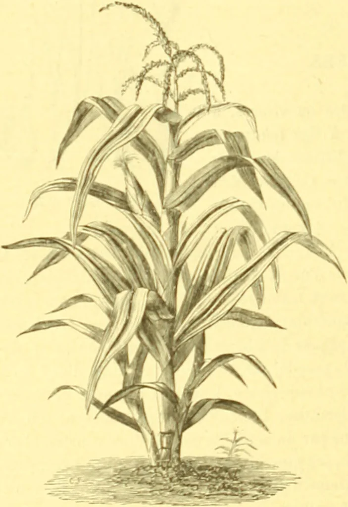 An illustration from Flore pittoresque de la France : anatomie, physiologie, classification, description des plantes indigènes et cultivées au point de vue de l'agriculture, de l'horticulture et de la sylviculture / publiée sous la direction de J. Rothschild., 1885, leaf 439