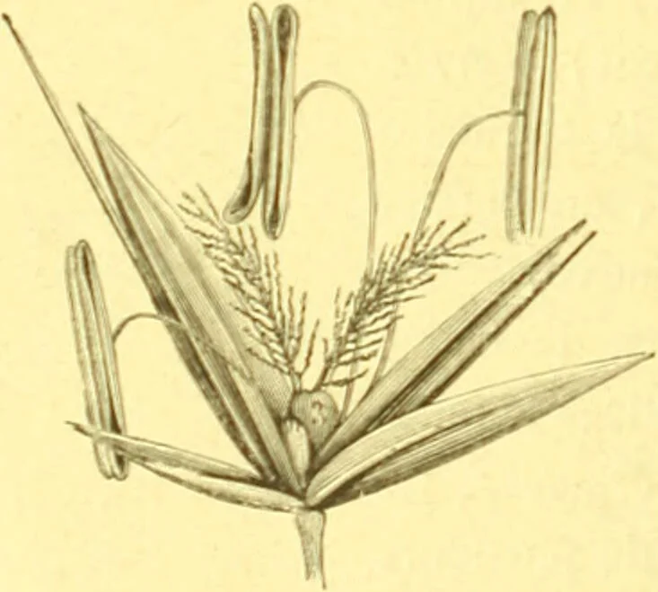 An illustration from Flore pittoresque de la France : anatomie, physiologie, classification, description des plantes indigènes et cultivées au point de vue de l'agriculture, de l'horticulture et de la sylviculture / publiée sous la direction de J. Rothschild., 1885, leaf 44