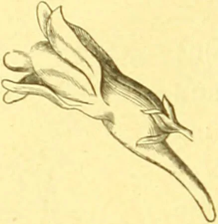An illustration from Flore pittoresque de la France : anatomie, physiologie, classification, description des plantes indigènes et cultivées au point de vue de l'agriculture, de l'horticulture et de la sylviculture / publiée sous la direction de J. Rothschild., 1885, leaf 44