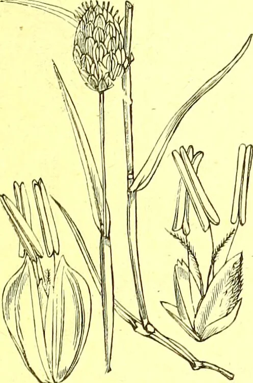 An illustration from Flore pittoresque de la France : anatomie, physiologie, classification, description des plantes indigènes et cultivées au point de vue de l'agriculture, de l'horticulture et de la sylviculture / publiée sous la direction de J. Rothschild., 1885, leaf 442